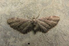 アキカバナミシャク