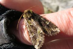 アオバハガタヨトウ