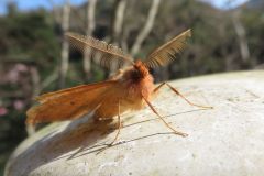 カバエダシャク