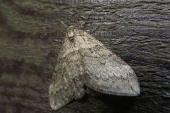 クロオビフユナミシャク