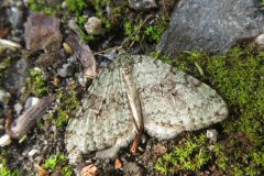 ミドリアキナミシャク