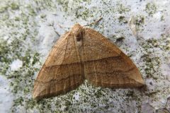 ナカオビアキナミシャク