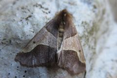 ニトベエダシャク