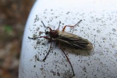 ウスイロアシブトケバエ