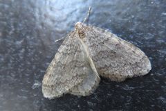 ナミスジフユナミシャク