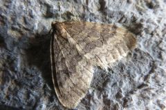 ナミスジフユナミシャク