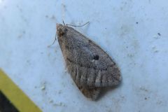 クロテンフユシャク