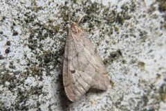 クロテンフユシャク