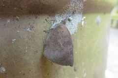 ムラサキシジミ