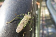 ミナミトゲヘリカメムシ