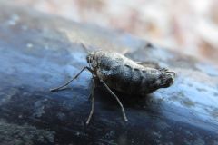 ウスバフユシャク