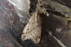 ウスバフユシャク