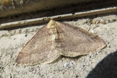 チャオビフユエダシャク