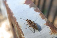 ケブカカスミカメ