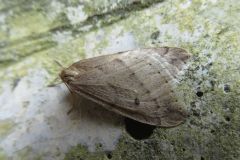 クロテンフユシャク