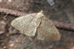 チャオビフユエダシャク