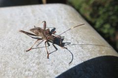 ホソヘリカメムシ