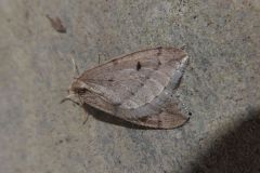 クロテンフユシャク