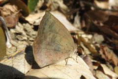 ムラサキシジミ