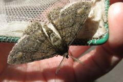 シロテンエダシャク