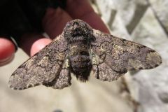 トビモンオオエダシャク