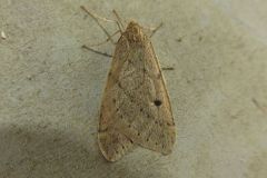 ウスバフユシャク