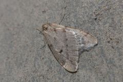 クロテンフユシャク