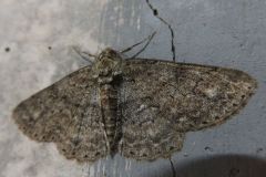 シロテンエダシャク