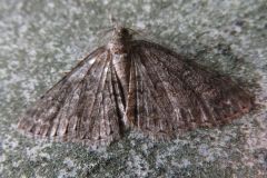 シロテンエダシャク?