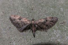 ソトカバナミシャク