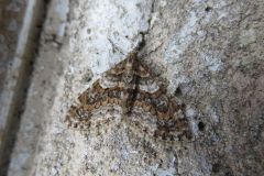 ウスベニスジナミシャク