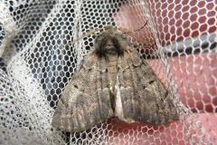 アトジロエダシャク