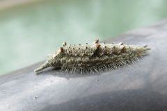 ゴマダラチョウの幼虫