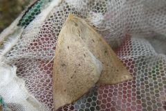 ハスオビエダシャク