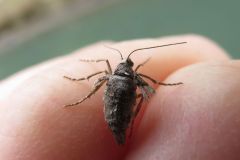 シロフフユエダシャク