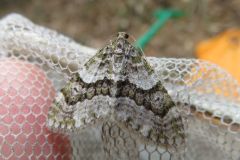 ウスベニスジナミシャク