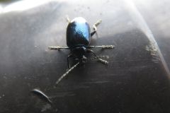 カミナリハムシの一種