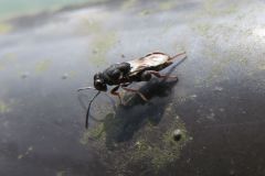 アシブトコバチ