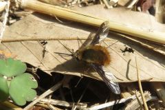 ビロウドツリアブ