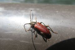 ヒメスギカミキリ