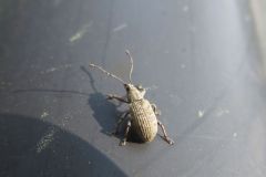 カシワクチブトゾウムシ