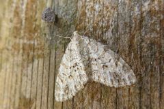 ミドリアキナミシャク