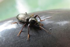 ノコアシマルムネゴミムシダマシ