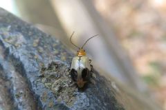 アトボシハムシ