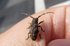 アトモンサビカミキリ