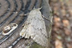 ヒロバトガリエダシャク