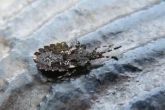 シロモンヒラタカメムシ