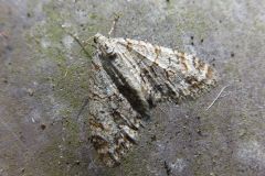 ウスベニスジナミシャク