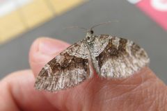 チャオビコバネナミシャク