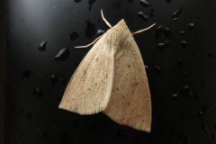 ハスオビエダシャク